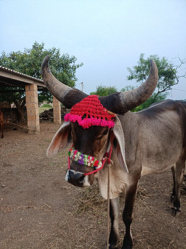 આવો ગોધલો લેવો...