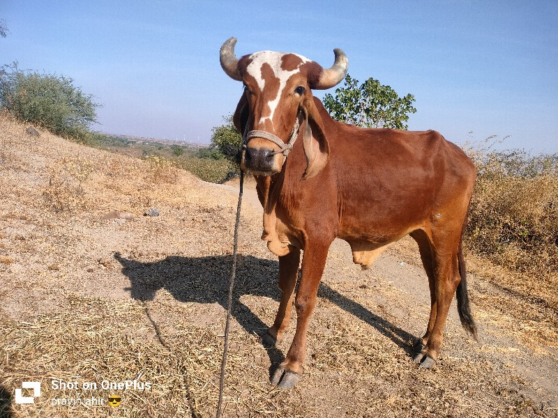 ગોઢલો વેચવાનો છ...