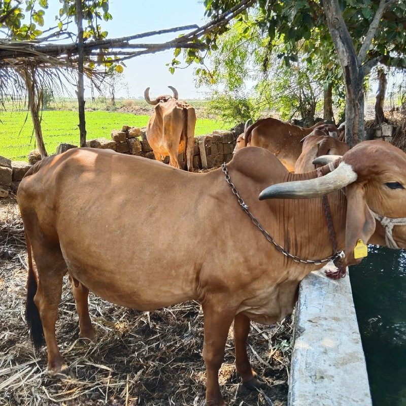 ગાય વેચવાની છે