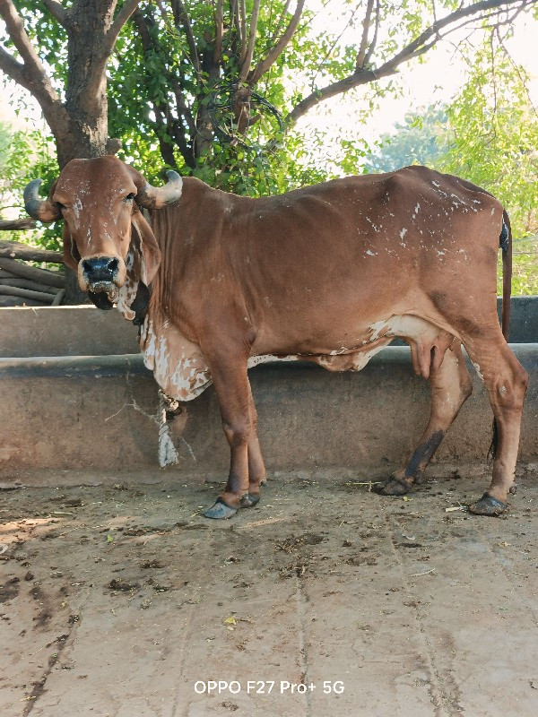 gir cow for sel...