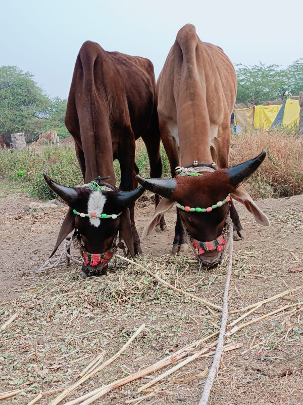 દોઢ બે વર્ષના વ...