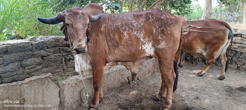 ગોઢલો વેચવાનો છ...