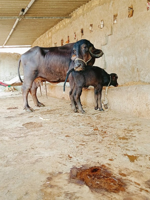 પેલું વેતરુ ખડી...