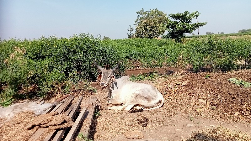 ડોઢલા