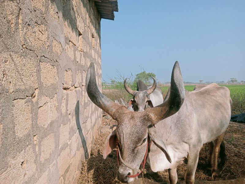 બળદ સે વઢિયાર