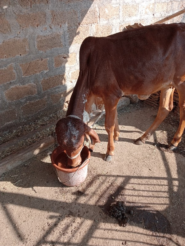 એચડી વેચવાની છે