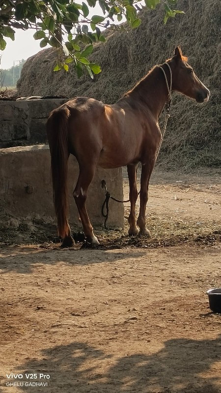 ઘોડી વેચવાની છે...