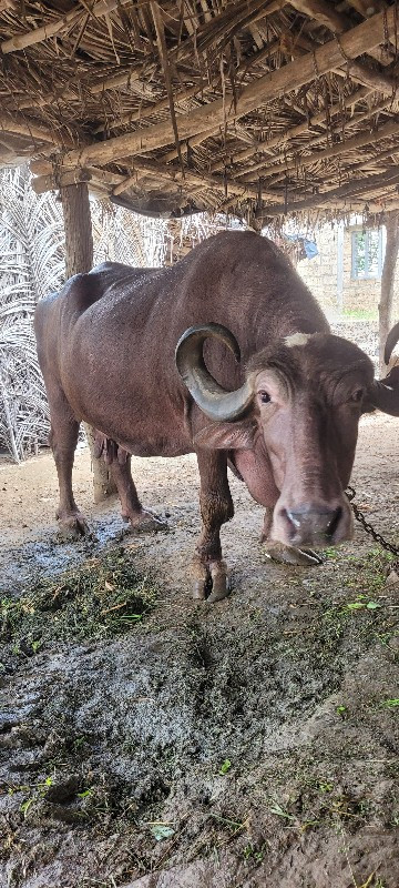 આ ભેંસ વેચવાની...