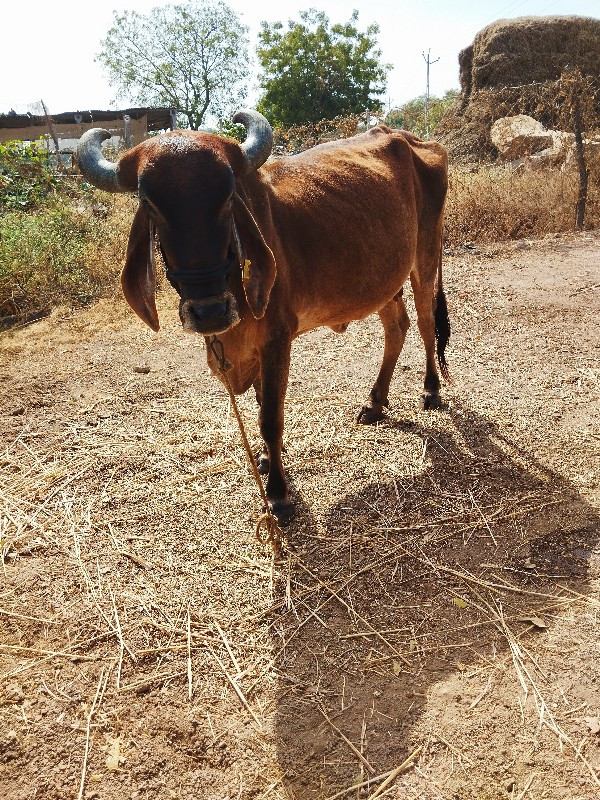 બે ગાયુના સાટામ...