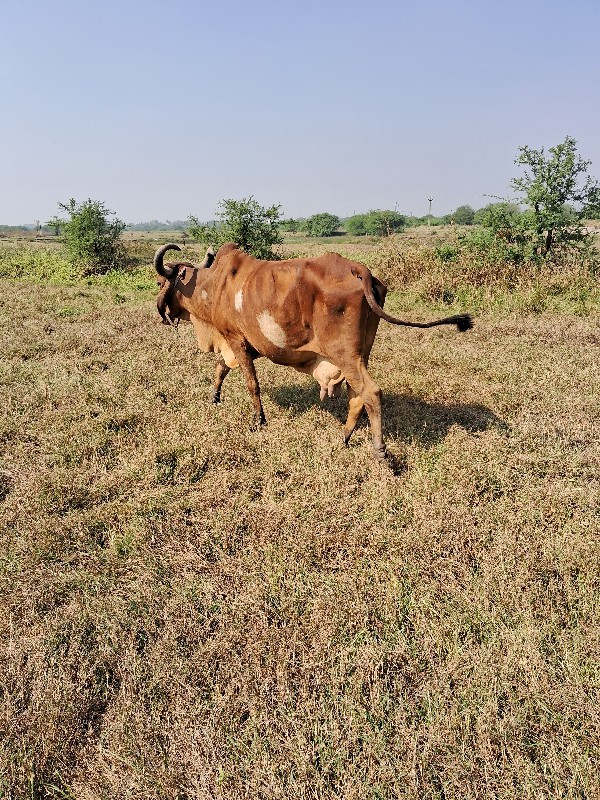 ગાય.વેશવાનીછે