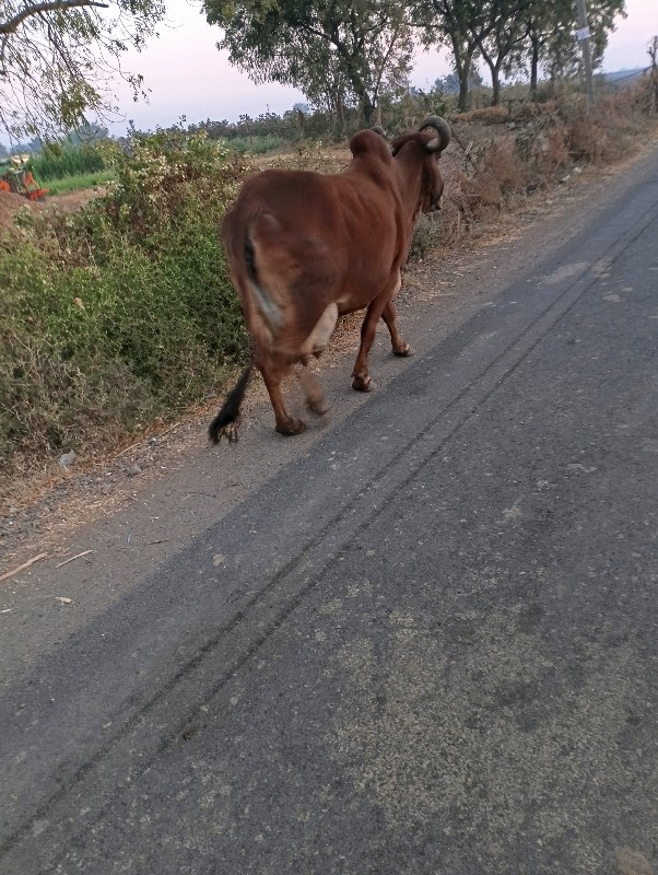 ગાય વેચવાની છે