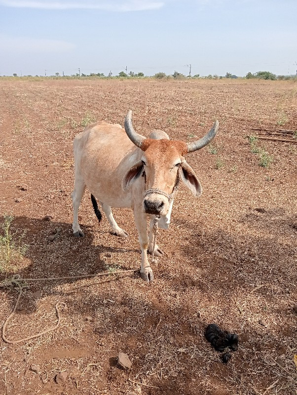 દેશી ગાય વેચવાન...