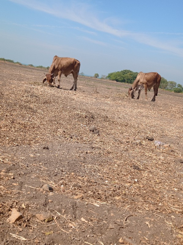 ગોધલા