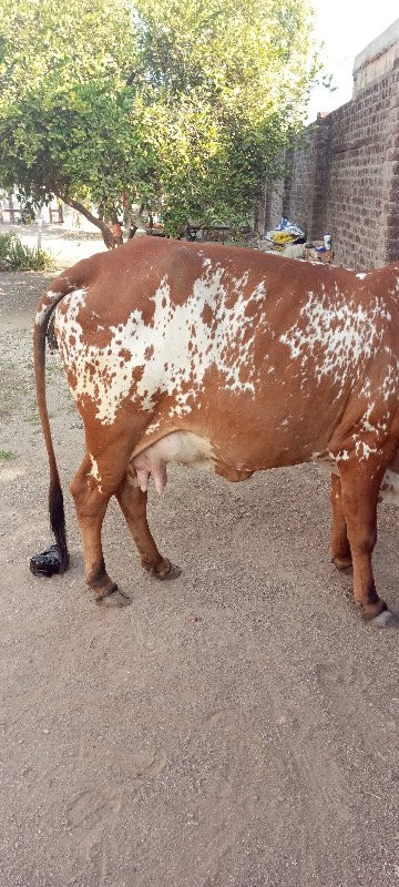 ગાય વેચવાની છે