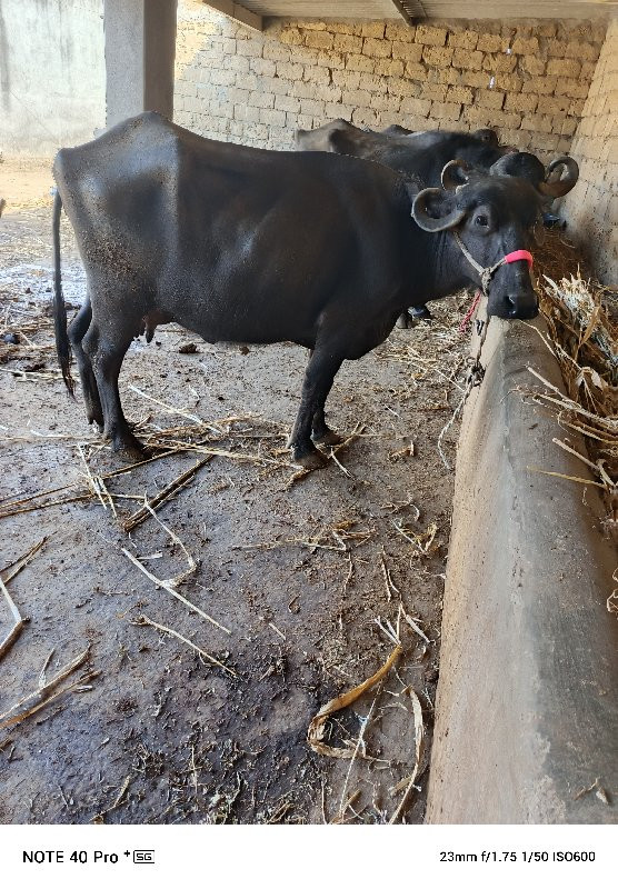 વેચવાની છે ચાર...