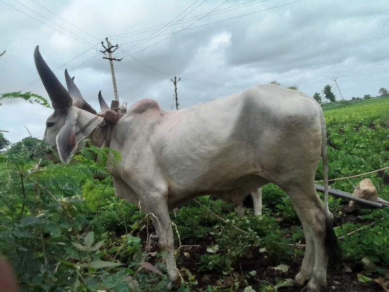 બળદ દેવાના છે