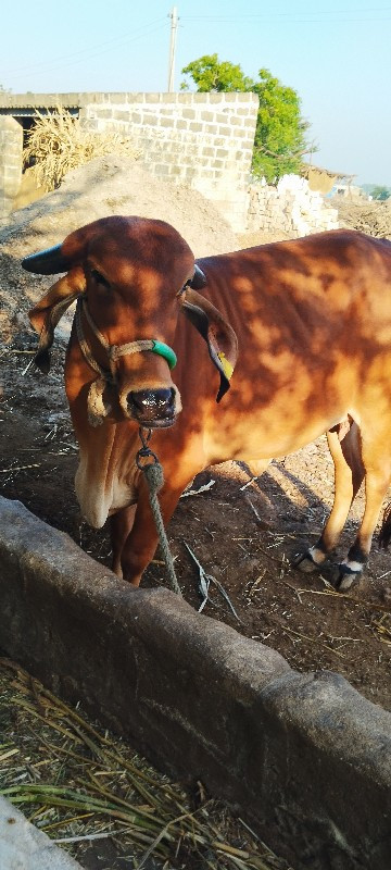 ગાય વેચવા ની છે