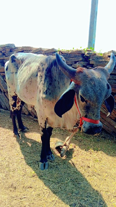 ગાય વેસવાનિ છે