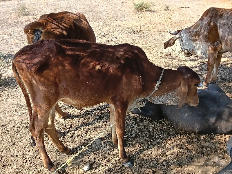 ત્રણ દેસી વાસદિ...