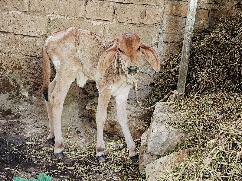 ગાય વેચવાની છે