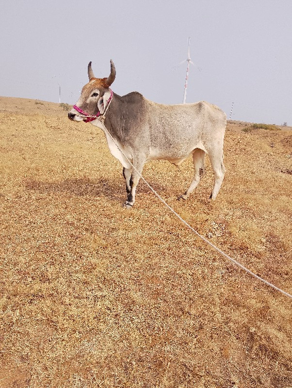 એક વાવણીનો છે ટ...