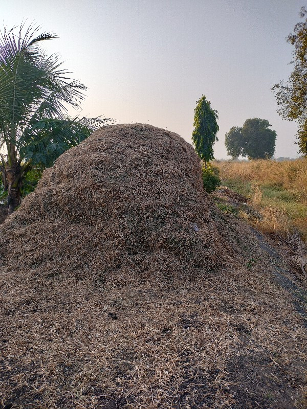 મગફળી નો લીલવાચ...