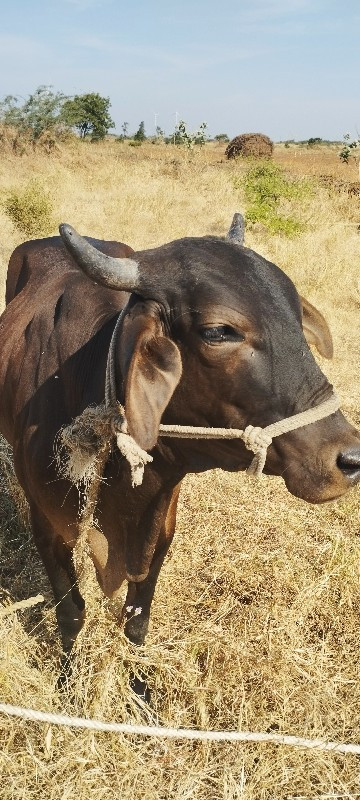 જર્સી અને લાલ ક...