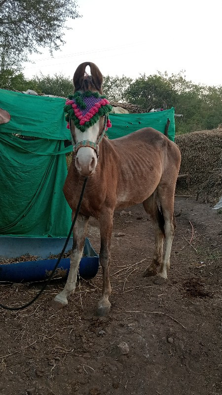 વશેરી વેસવાની છ...