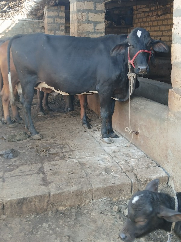 ગાય વેચવાની છે