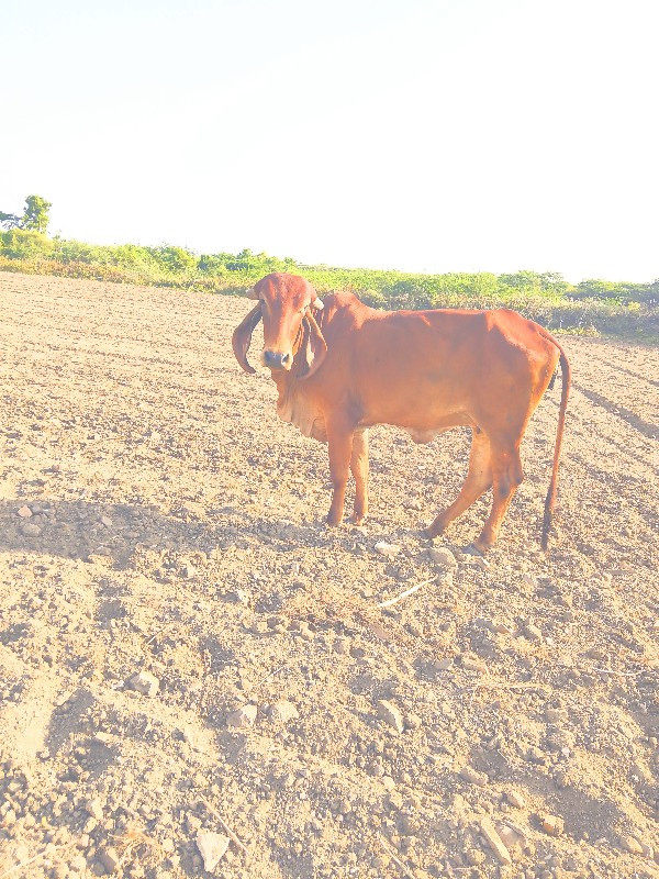 સાટુ કરવાનુ છે