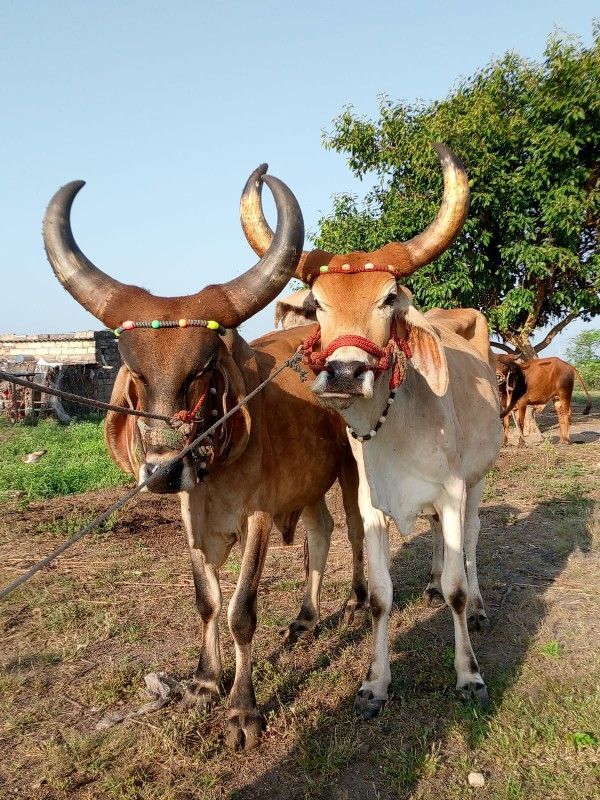 વેચવાના છે કોઈ...