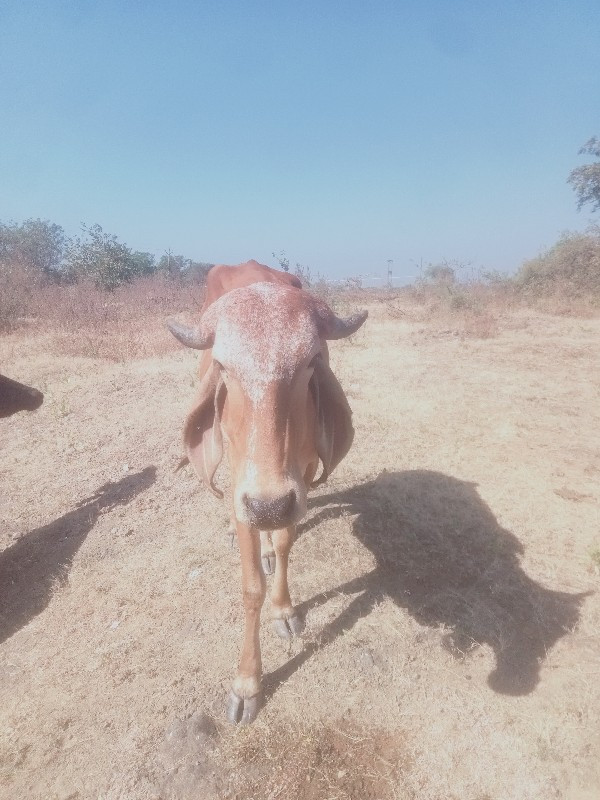 વાસળી વેચવાની છ...