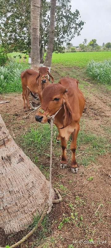 મામો ભાણેજ ની જ...