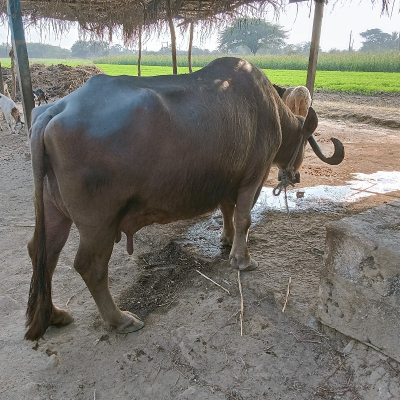 ભેંસ વેચવાની છે