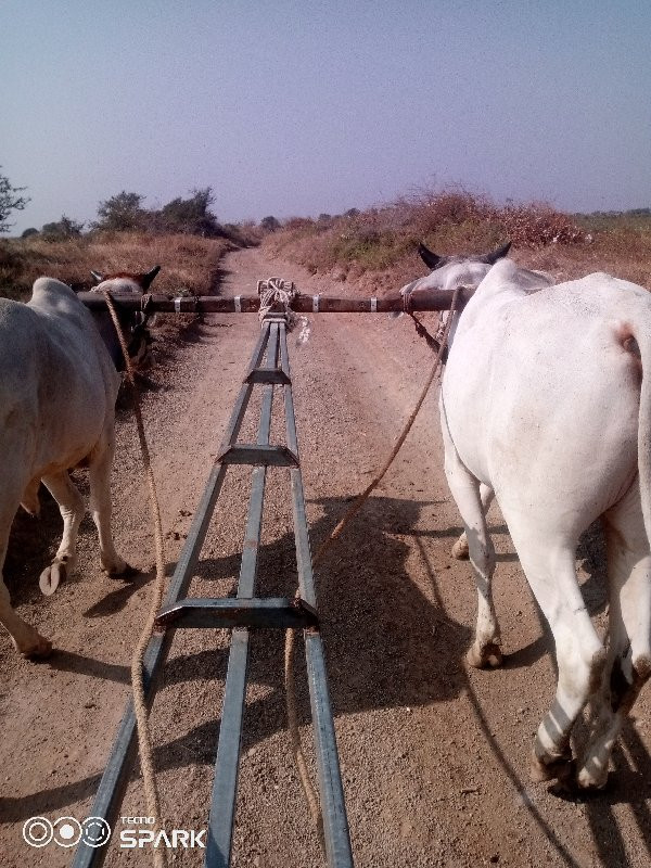 ગોઢલા વેચવાના છ...