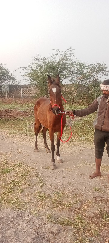 સિંધી નસલની ઘોડ...