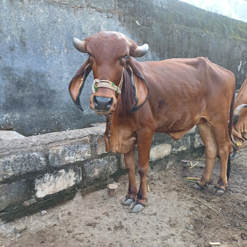 ગીર હોડકી વેચવા...