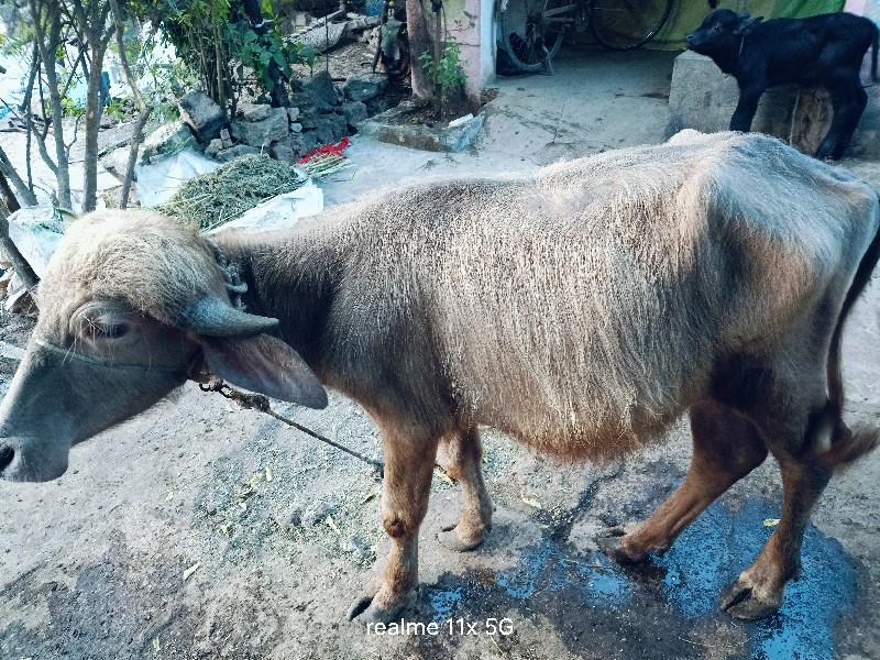 પાડો ભુરો ટીલો...