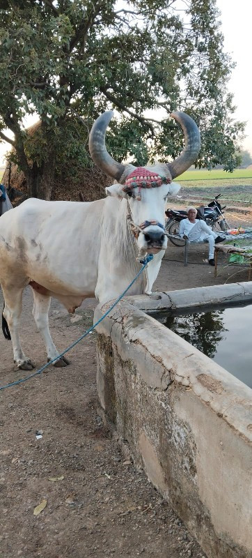 બરદ વેચવાનો છે