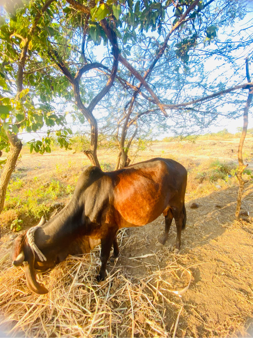 આ ગા વેચવા ની છ...