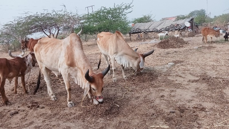 ગોટલા વેચી નાખવ...