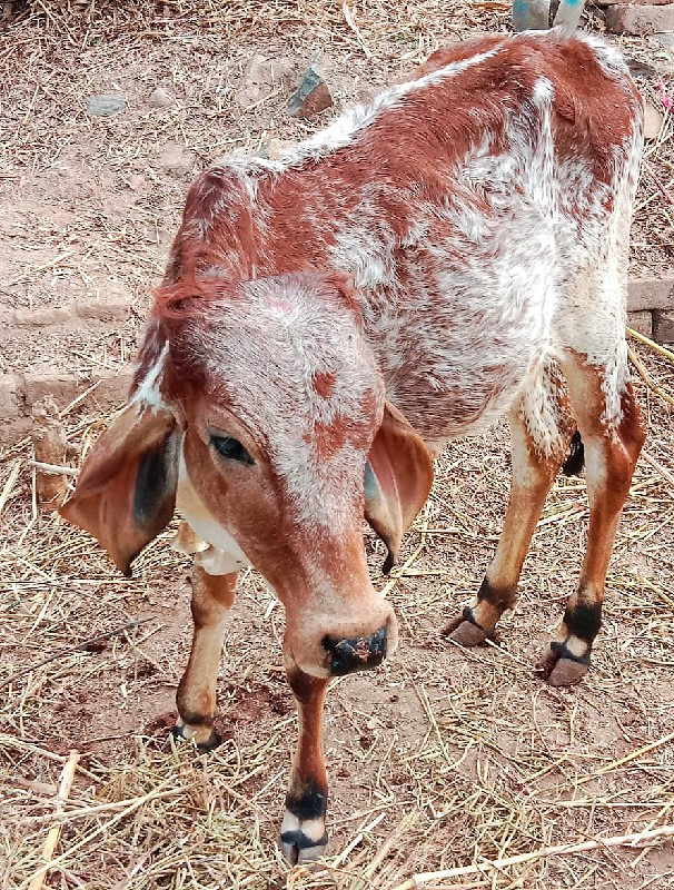 વાસડી વેચવાની છ...