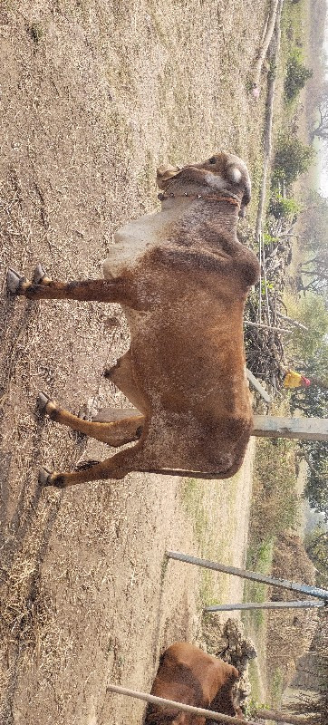 વાસડો 
વસડો વેસ...