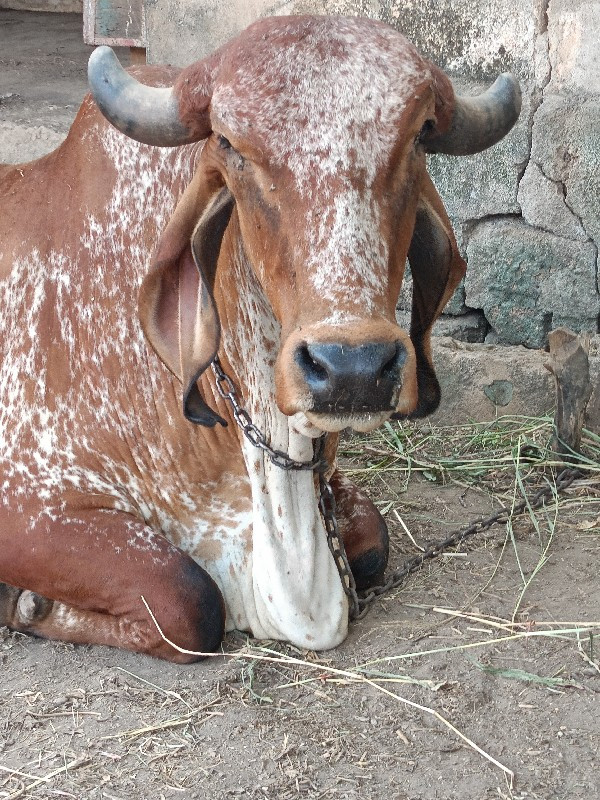 Gaya Swami se