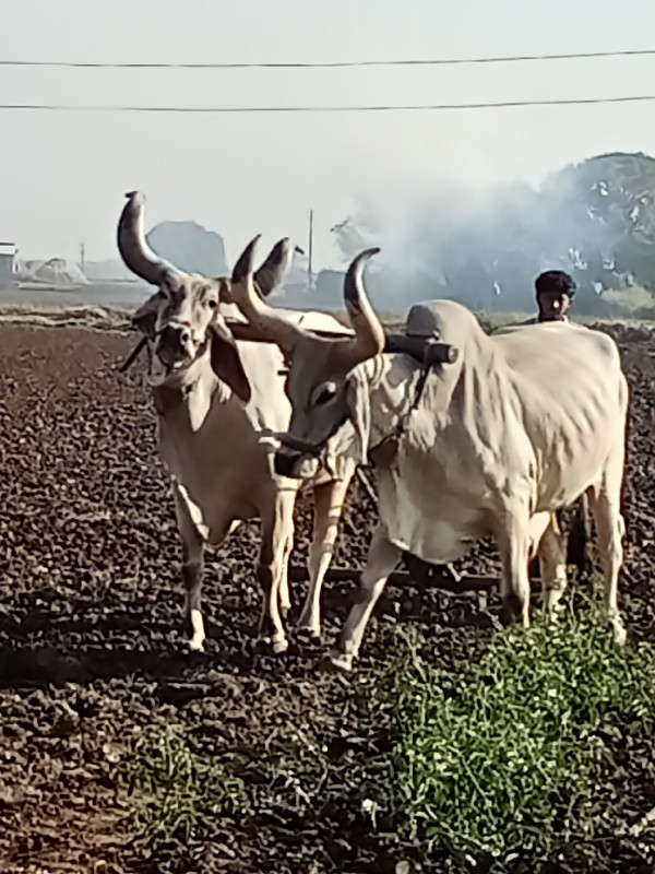 બળદ વેચવા નાં છ...