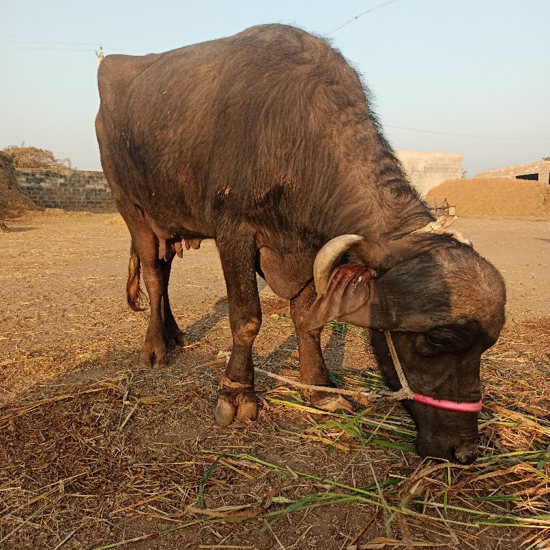 1 લુ વેતર 6 લીટ...