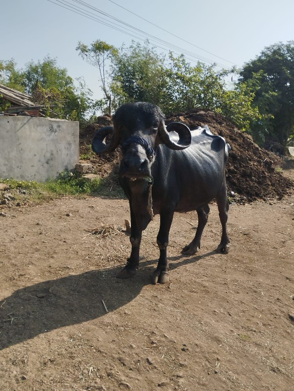 ભેસ વેચવાની છે.