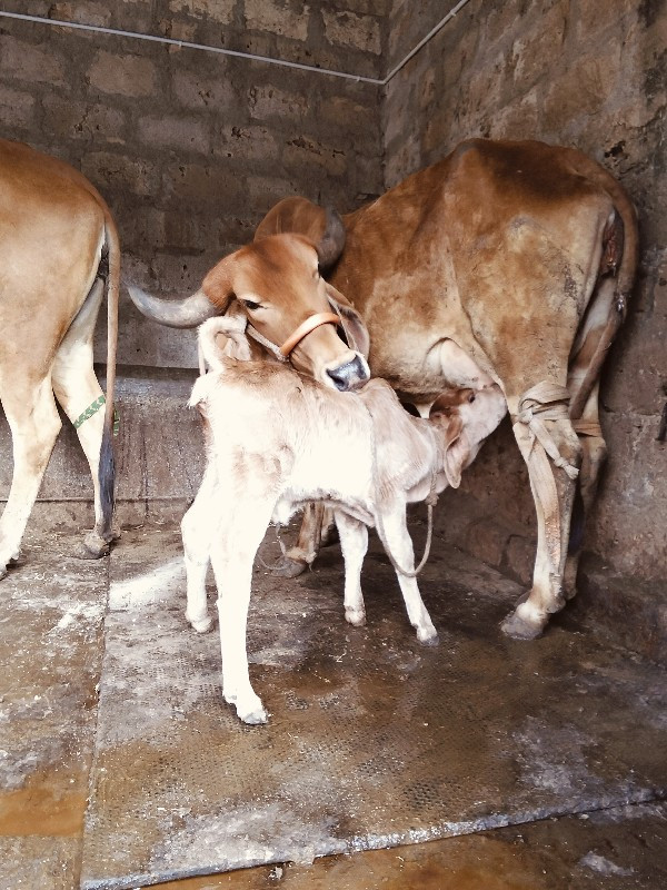 દેસીવોળકીપેલુવે...