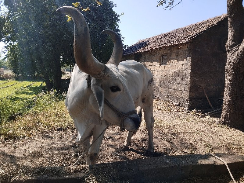 બળદ વેંચવા નો છ...