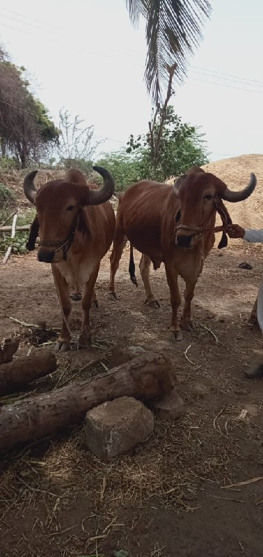 બળદ વેચવાના છે